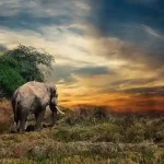 Sapne mein hathi dekhna